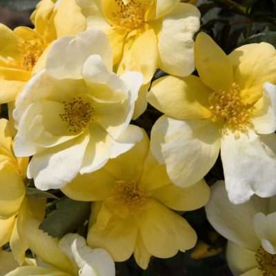 Sunny Knock Out® Rose (Rosa K.O 'Radsunny') - 3 gallon