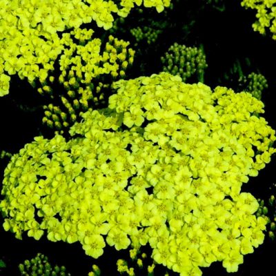 Sunny Seduction Yarrow (Achillea millefolium 'Sunny Seduction') - QT