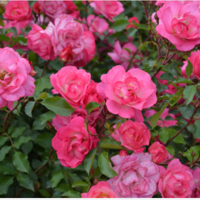 Sunrise Sunset Rose (Rosa E.E 'Sunrise Sunset') - 2 gallon