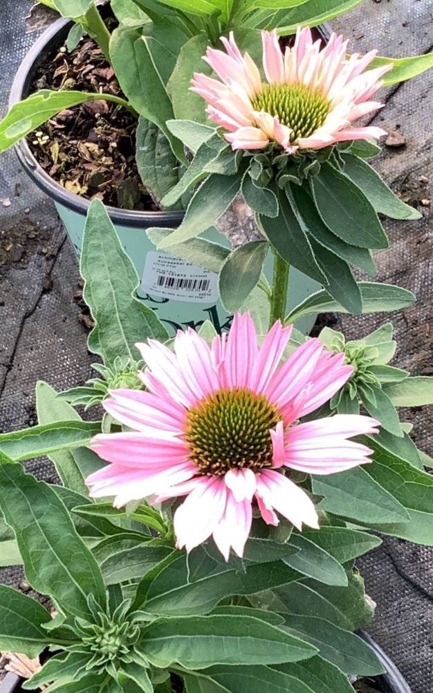 Sunseekers Salmon Coneflower (Echinacea sunseekers 'Salmon') - QT