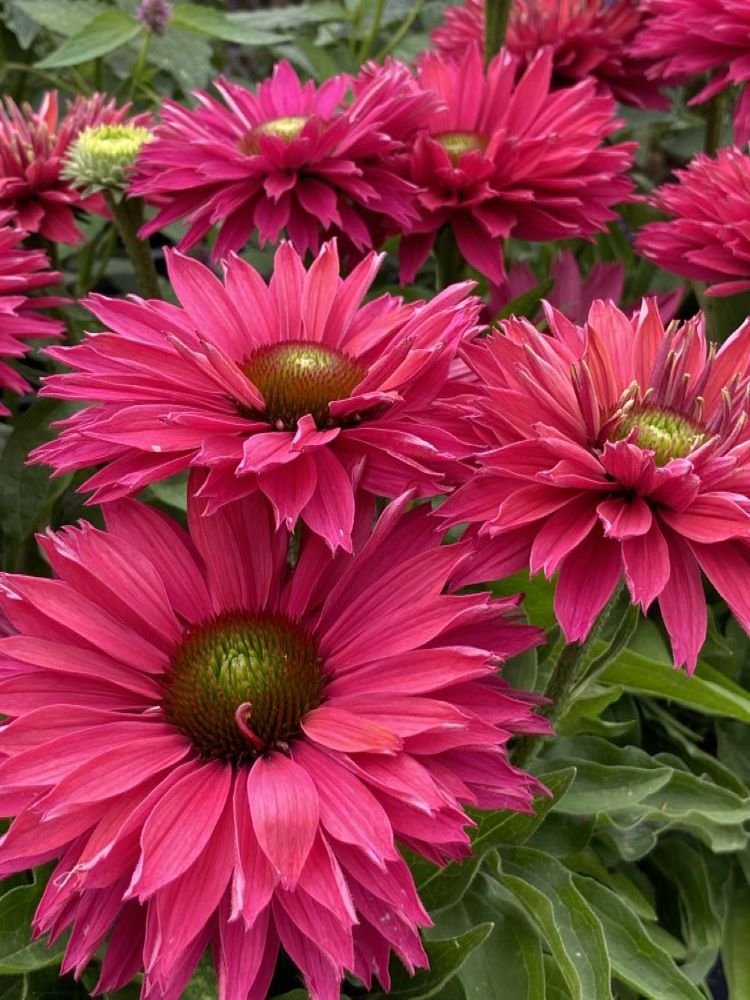 Sunseekers™ ‘Sweet Fuchsia’ Coneflower (Echinacea Sunseekers 'Sweet Fuchsia') - QT