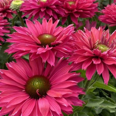 Sunseekers™ ‘Sweet Fuchsia’ Coneflower (Echinacea Sunseekers 'Sweet Fuchsia') - 3QT
