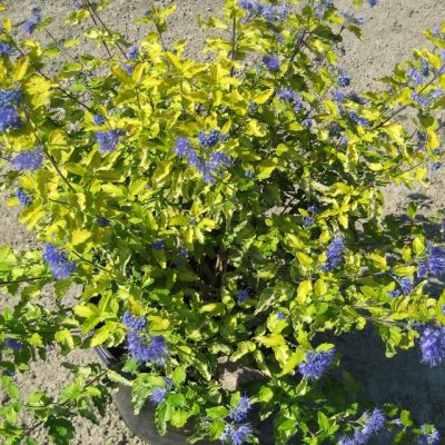 Sunshine Blue® II Bluebeard (Caryopteris sunshine 'Blue Ii') - QT