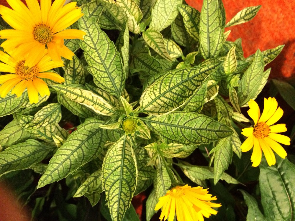 Sunstruck False Sunflower (Heliopsis helianthoides 'Sunstruck') - 1 gallon