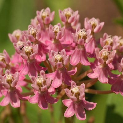 Swamp Milkweed (Asclepias incarnata) - 2 gallon