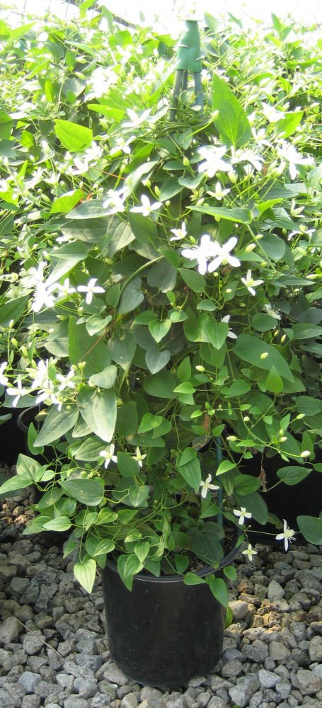 Sweet Autumn Clematis (Clematis paniculata) - 1 gallon