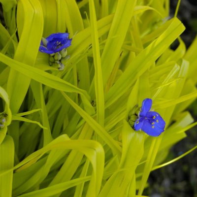 Sweet Kate Spiderwort (Tradescantia x andersoniana 'Sweet Kate') - 1 gallon