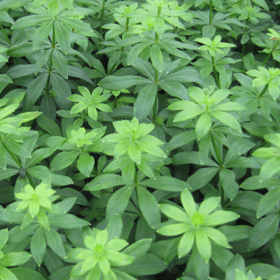 Sweet Woodruff (Galium odoratum) - 1 gallon