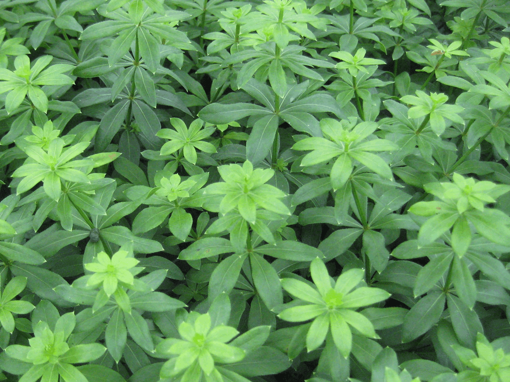Sweet Woodruff (Galium odoratum) - QT