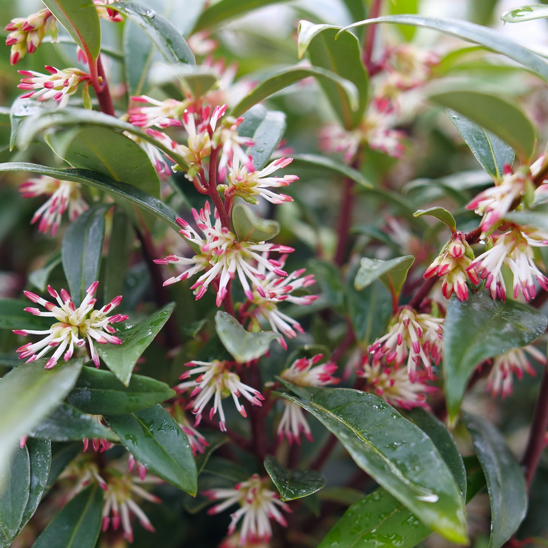 Sweet & Lo™ Sweet Box (Sarcococca 'Sweet & Lo') - QT