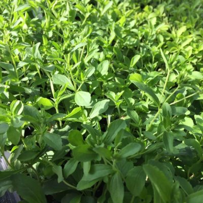 Sweetleaf Herb (Stevia rebaudiana) - QT