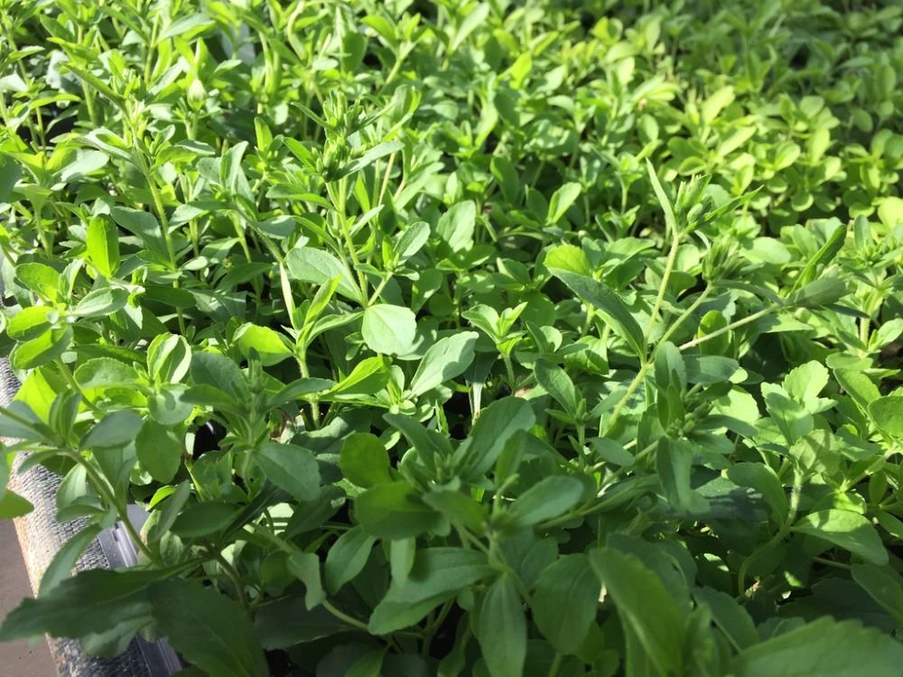 Sweetleaf Herb (Stevia rebaudiana) - QT