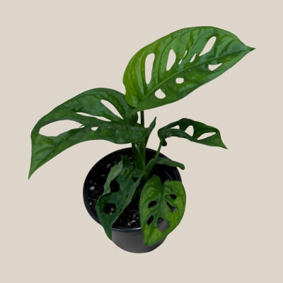 Swiss Cheese Plant (Monstera Adansonii 'Wide Form') - 4 Inch Indoor Houseplant