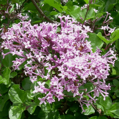Syringa m. 'Palibin'