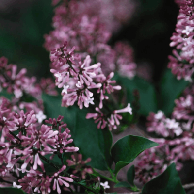 Syringa p. 'Miss Kim'