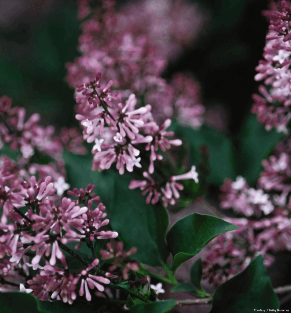 Syringa p. 'Miss Kim'