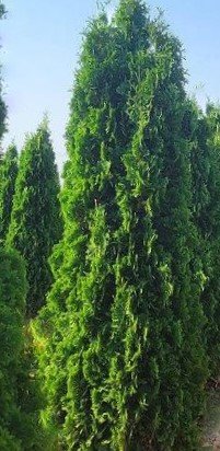 THIN MAN® Arborvitae (Thuja occidentalis 'Thin Man') - 3 gallon 48"