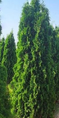THIN MAN® Arborvitae (Thuja occidentalis 'Thin Man') - 3 gallon 48"