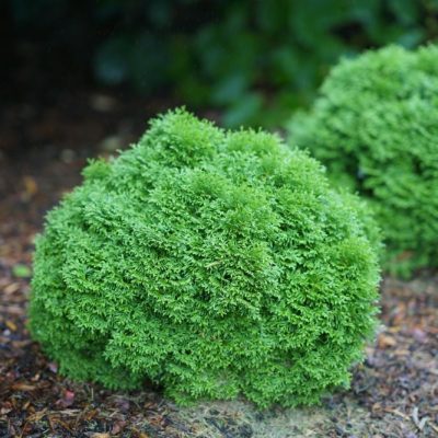 Tater Tot® Arbovitae (Thuja occidentalis 'Tater Tot') - QT