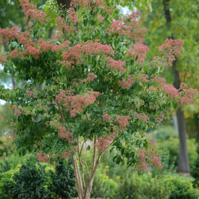 Temple of Bloom® Seven-Son Flower (Heptacodium temple 'Of Bloom') - QT