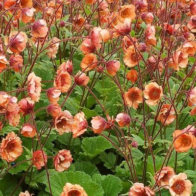 Tempo™ Orange Geum (Geum tempo 'Orange') - 1 gallon