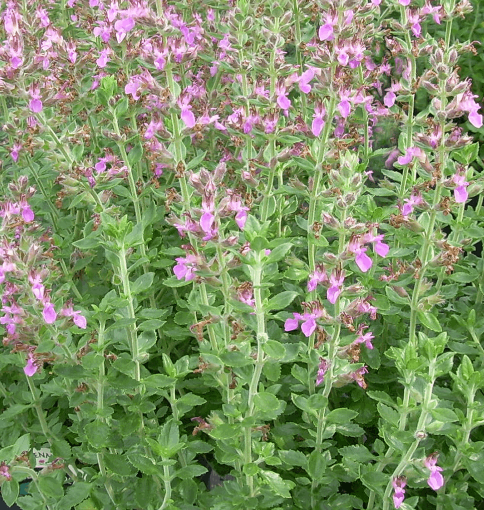 Teucrium chamaedrys (Germander) - Image 2