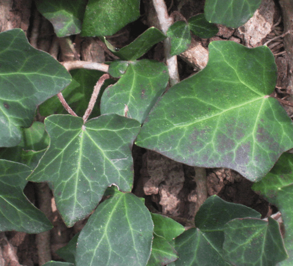 Thorndale English Ivy (Hedera helix 'Thorndale') - 1 gallon