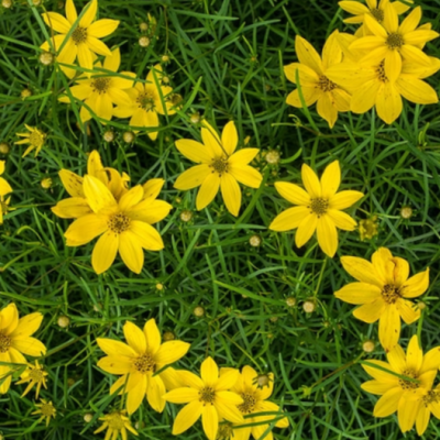 Thread-leaf Tickseed (Coreopsis verticillata) - 1 gallon