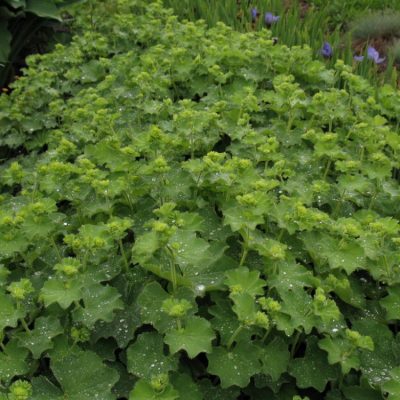Thriller Lady's Mantle (Alchemilla mollis 'Thriller') - 1 gallon