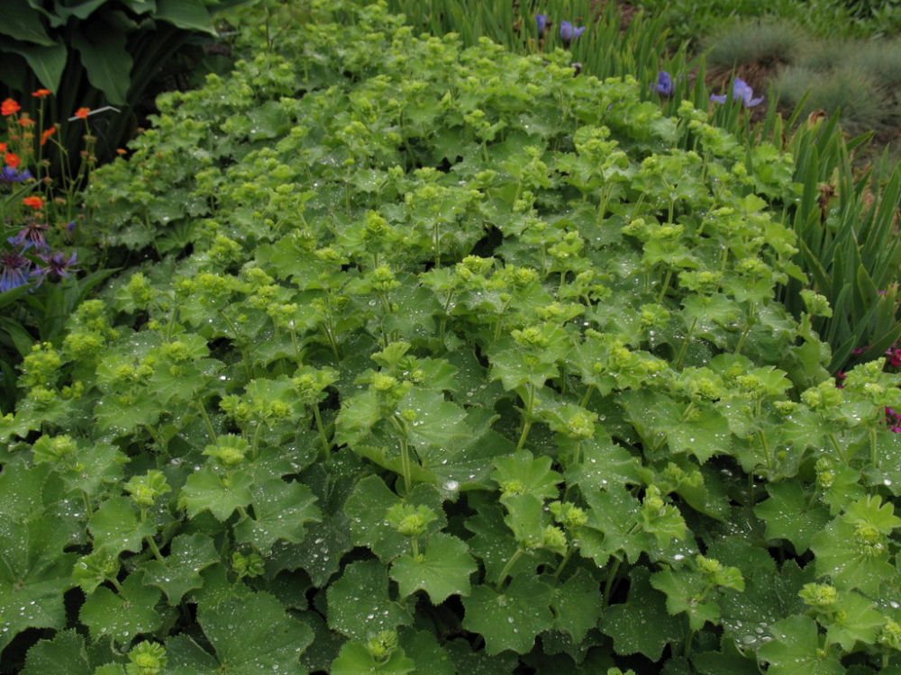 Thriller Lady's Mantle (Alchemilla mollis 'Thriller') - QT
