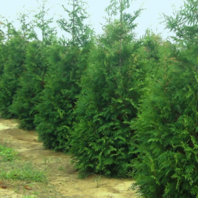 Thuja Junior Giant (Thuja x 'Junior Giant') - 2 gallon 18"