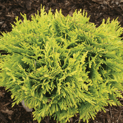 Thuja o. Anna's Magic Ball®