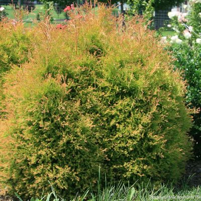 Thuja o. Fire Chief™