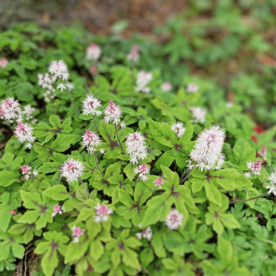 Tiarella 'Spring Symphony'