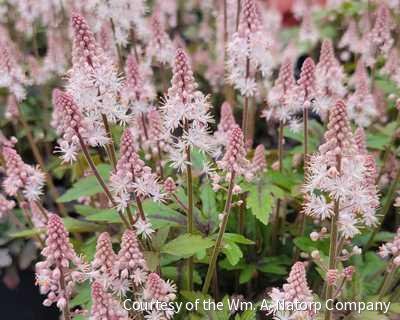 Tiarella 'Pink Skyrocket'