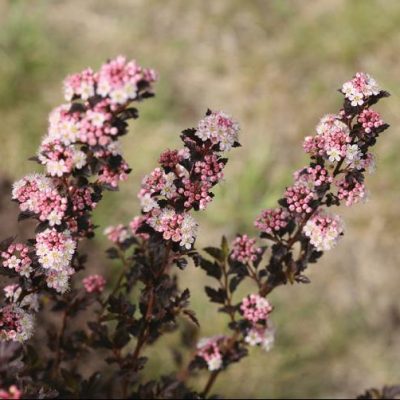 Tiny Wine® Ninebark (Physocarpus opulifolius 'SMPOTW') - 2 gallon 15"