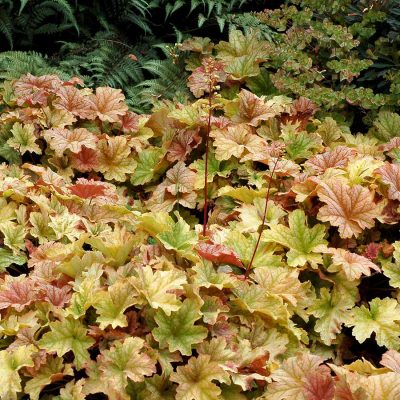 Topaz Jazz Coral Bells (Heuchera topaz 'Jazz') - 1 gallon