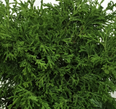 Torulosa Hinoki Falsecypress (Chamaecyparis obtusa 'Torulosa') - 3 gallon 15"