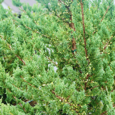Trautman Juniper