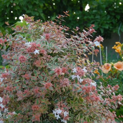 Tres Amigos® Abelia (Abelia grandiflora ‘Tres Amigos’) - QT