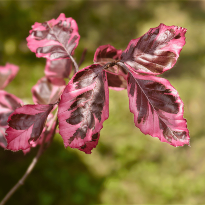 Tricolor beech Tree