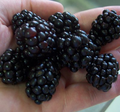 Triple Crown Thornless Blackberry (Rubus fruticosus 'Triple Crown') - 1 gallon 10"