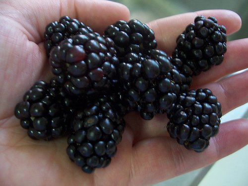 Triple Crown Thornless Blackberry (Rubus fruticosus 'Triple Crown') - 1 gallon 10"
