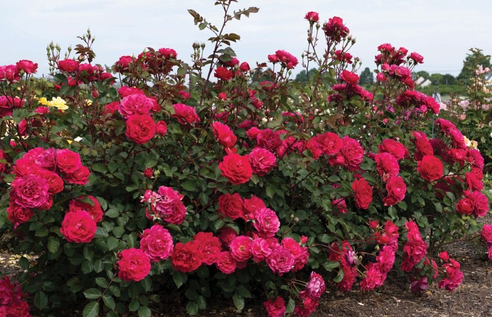 Triple Knock Out® Rose (Rosa 'Triple Knock Out' ('Radtriple' PP 37,338)) - 1 gallon