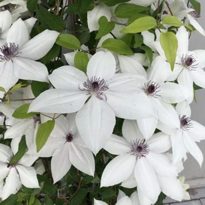 Tsukiko™ Clematis (Clematis tsukiko) - 1 gallon
