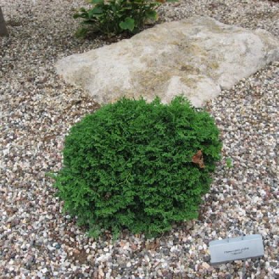 ‘Tsukumo’ Sawara Cypress (Chamaecyparis pisifera ‘Tsukumo’) - QT