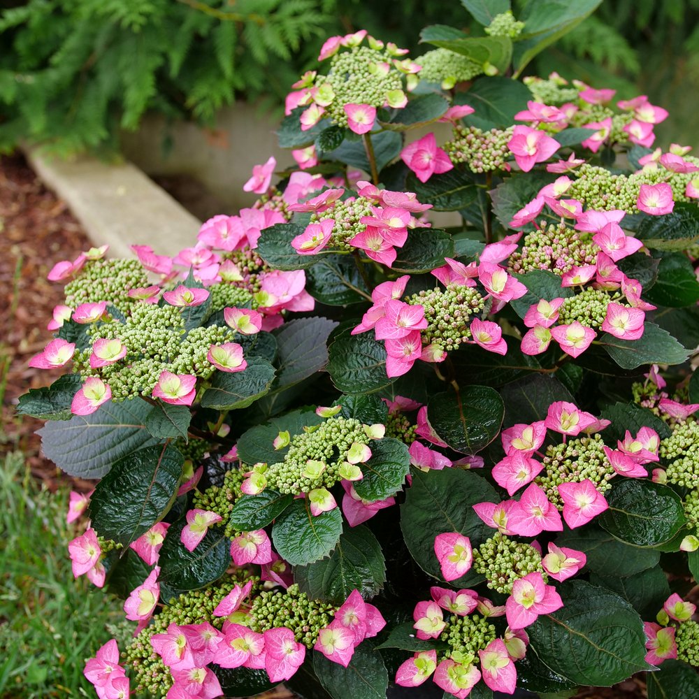 Tuff Stuff Top Fun® Reblooming Mountain Hydrangea (Hydrangea 'S Tuff Stuff Top Fun') - QT