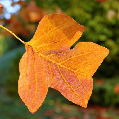 Tulip Tree