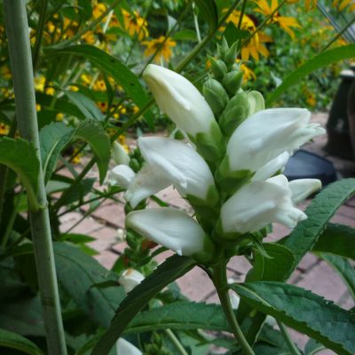 Turtlehead (Chelone glabra) - 1 gallon