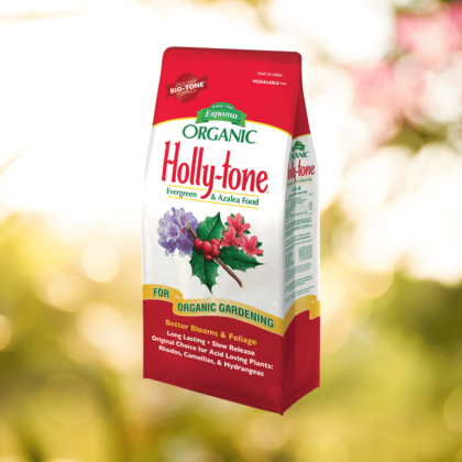 Holly Tone